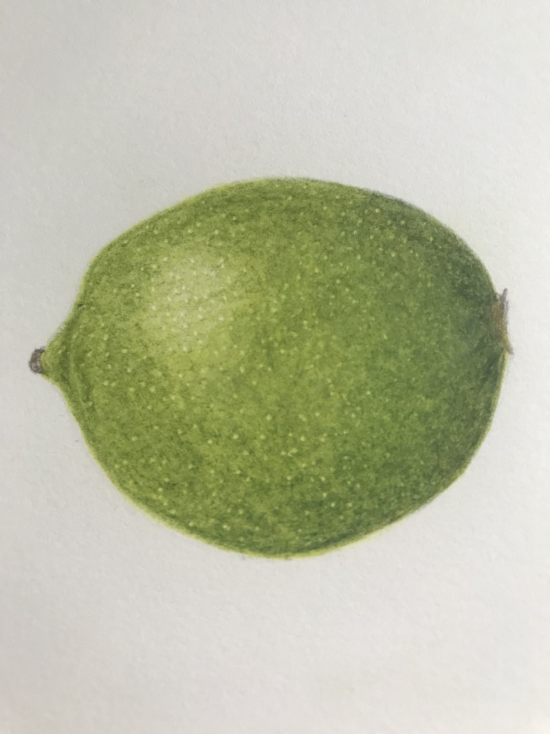lime-2