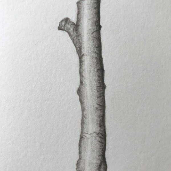 My First Branch SLC