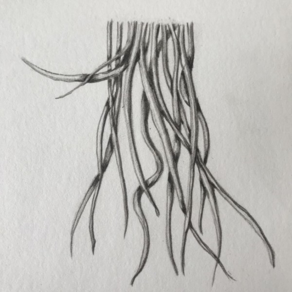 Overlaps -Roots