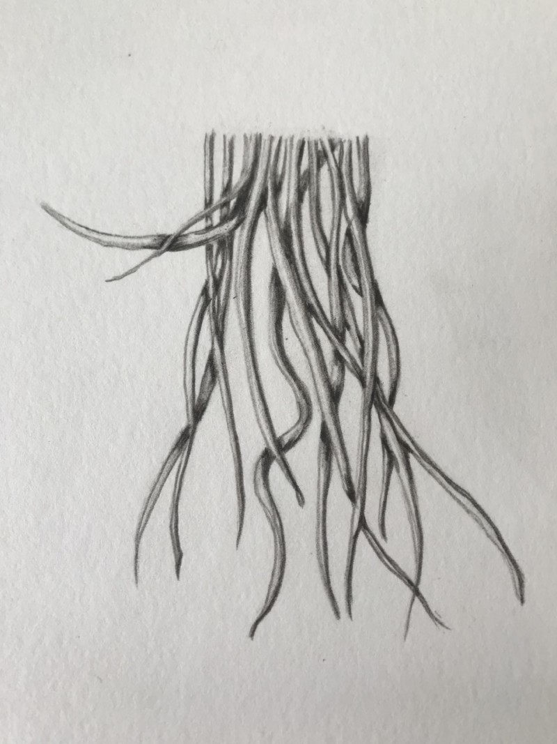 overlaps-roots-2