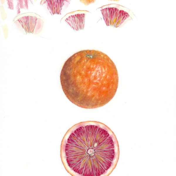 *Blood Orange with Cut Half