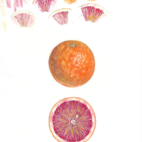 *Blood Orange with Cut Half