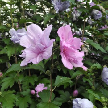 lucy-rose-of-sharon-hibiscus