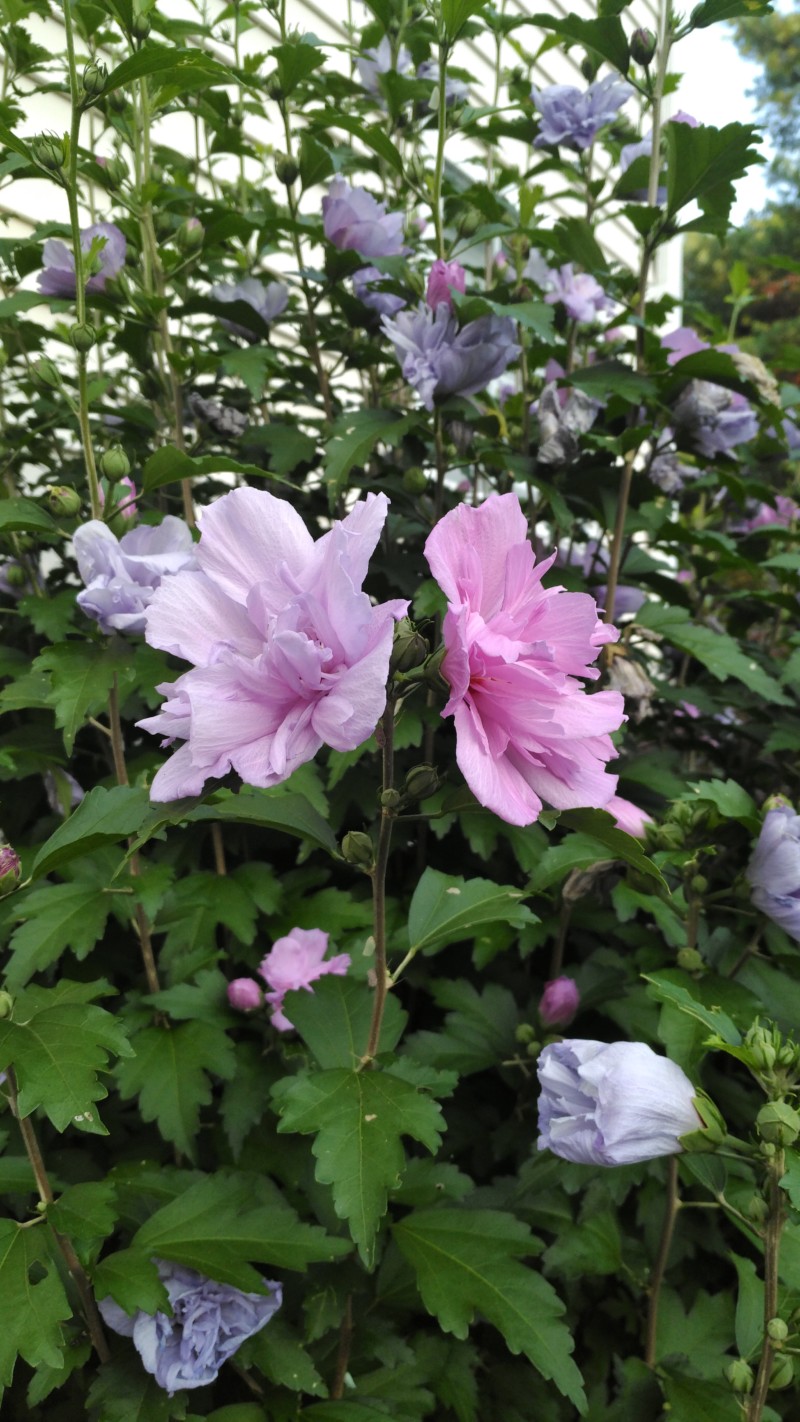 lucy-rose-of-sharon-hibiscus