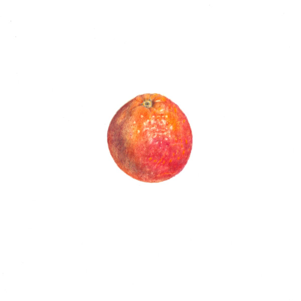 another blood orange
