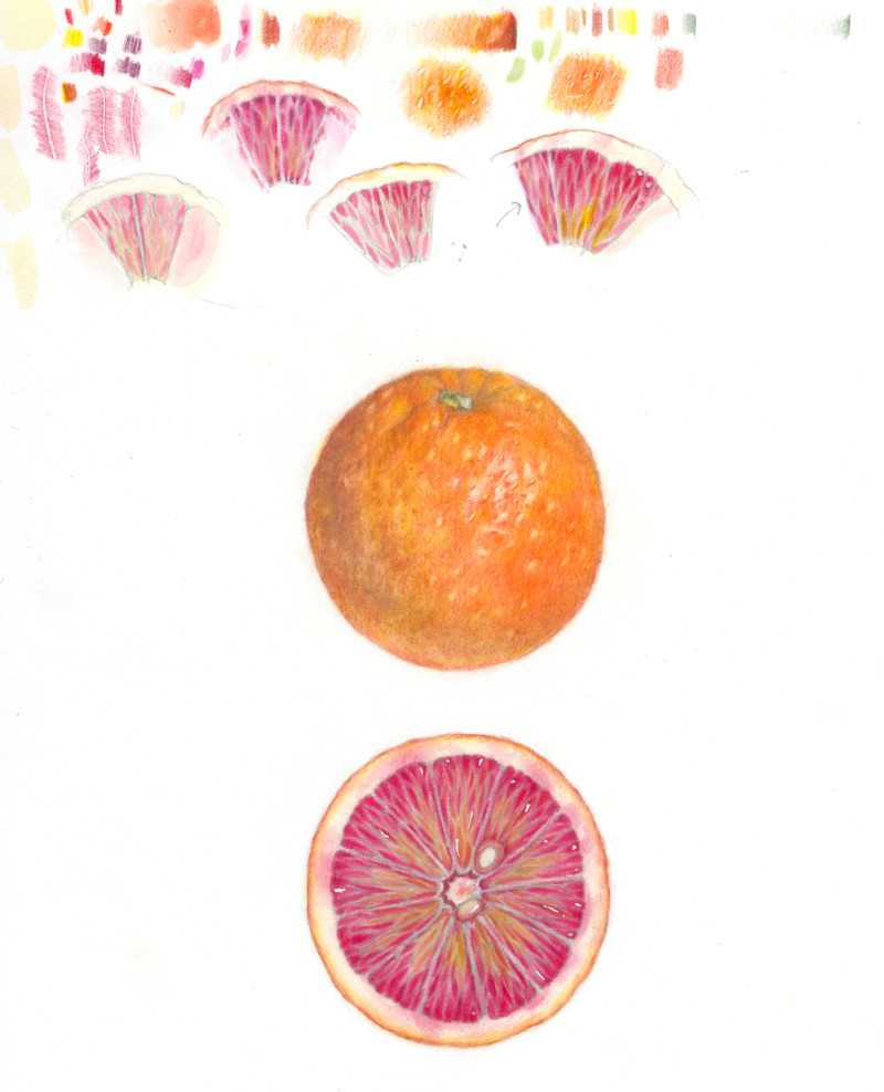 blood-orange-study