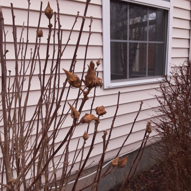 hibiscus-in-winter