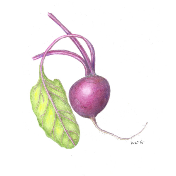 Beet from Root Vegetable Workshop
