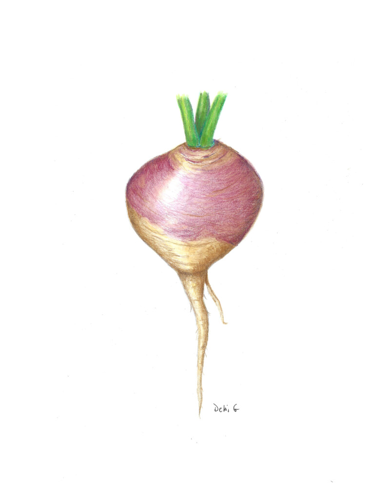 turnip-from-root-vegetable-workshop