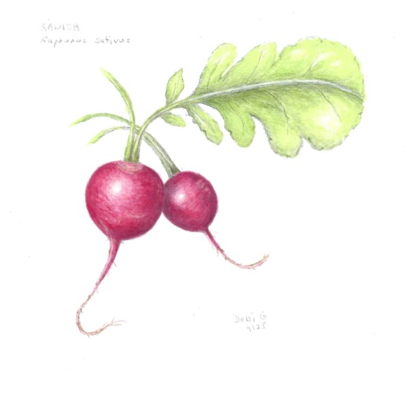 Radishes from Root Vegetables Workshop