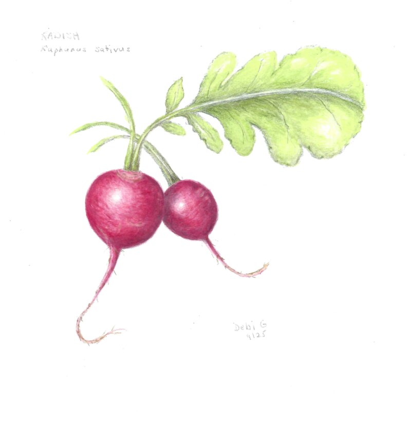 radishes-from-root-vegetables-workshop