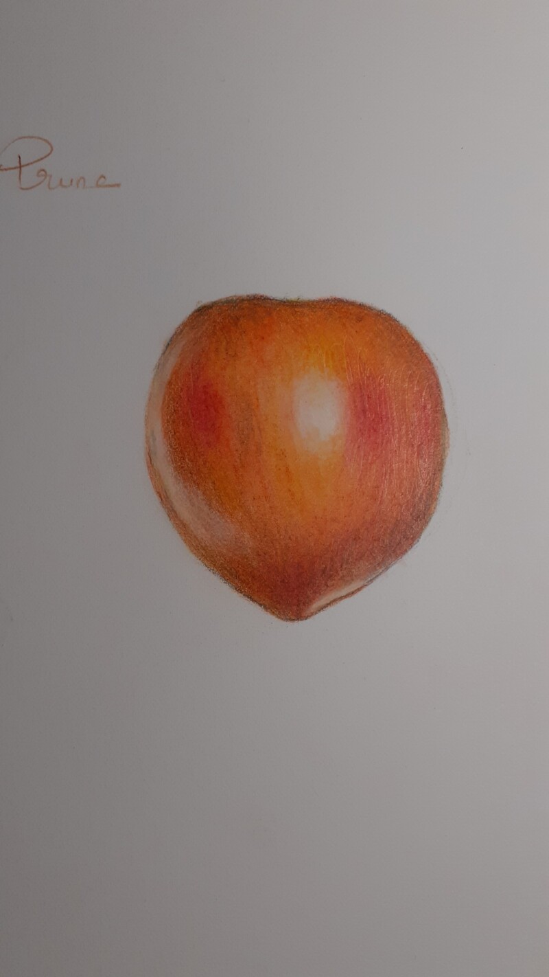 plum-2
