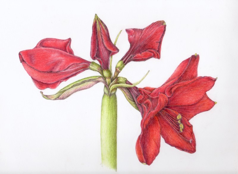 amaryllis-1-2