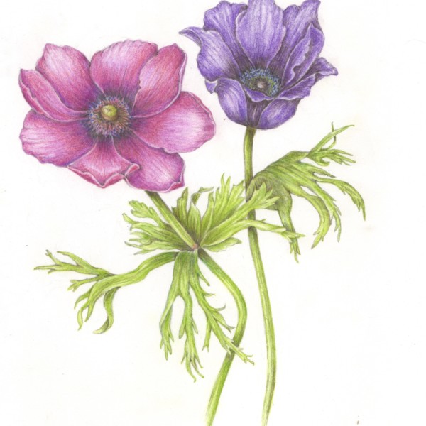 Anemone 2 2