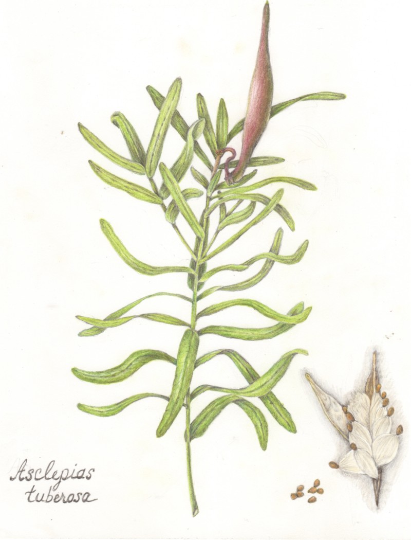asclepias-tuberosa