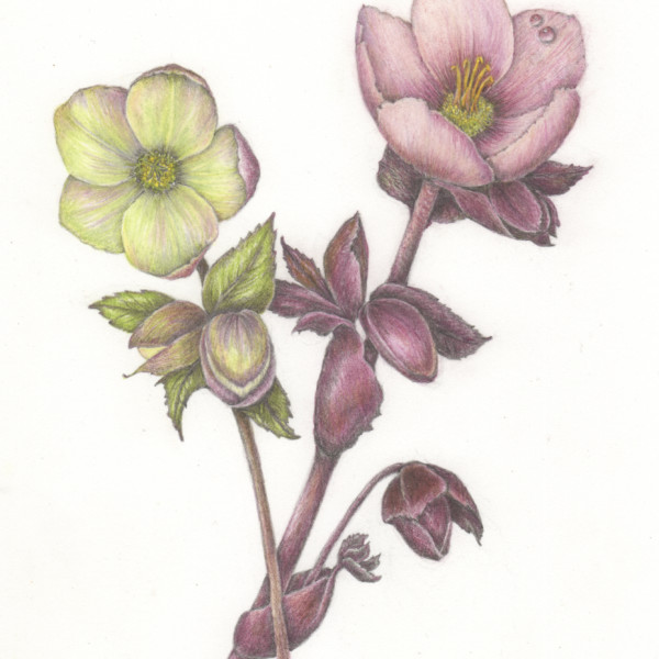 Hellebore revised