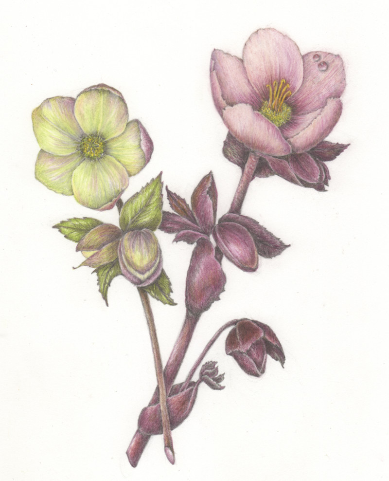 hellebore-revised
