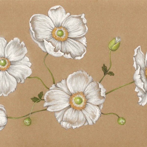 Japanese Anemone 2