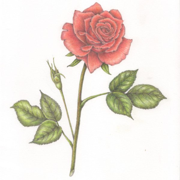 Melon Rose