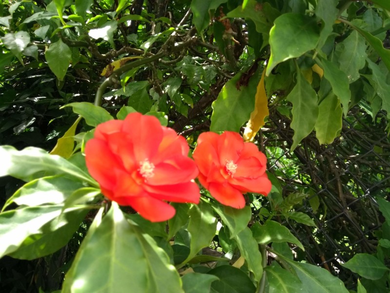 wax-rose-photo