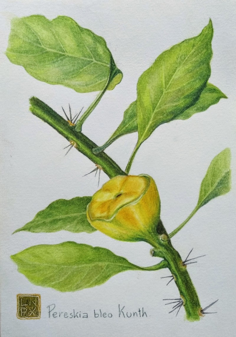 wax-rose-fruit-finished