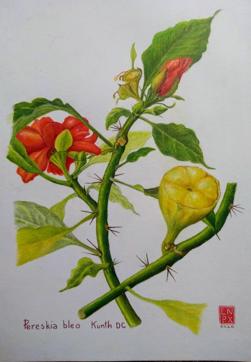 wax-rose