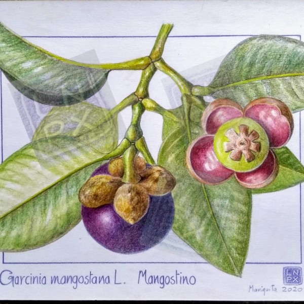 Mangosteen fruit