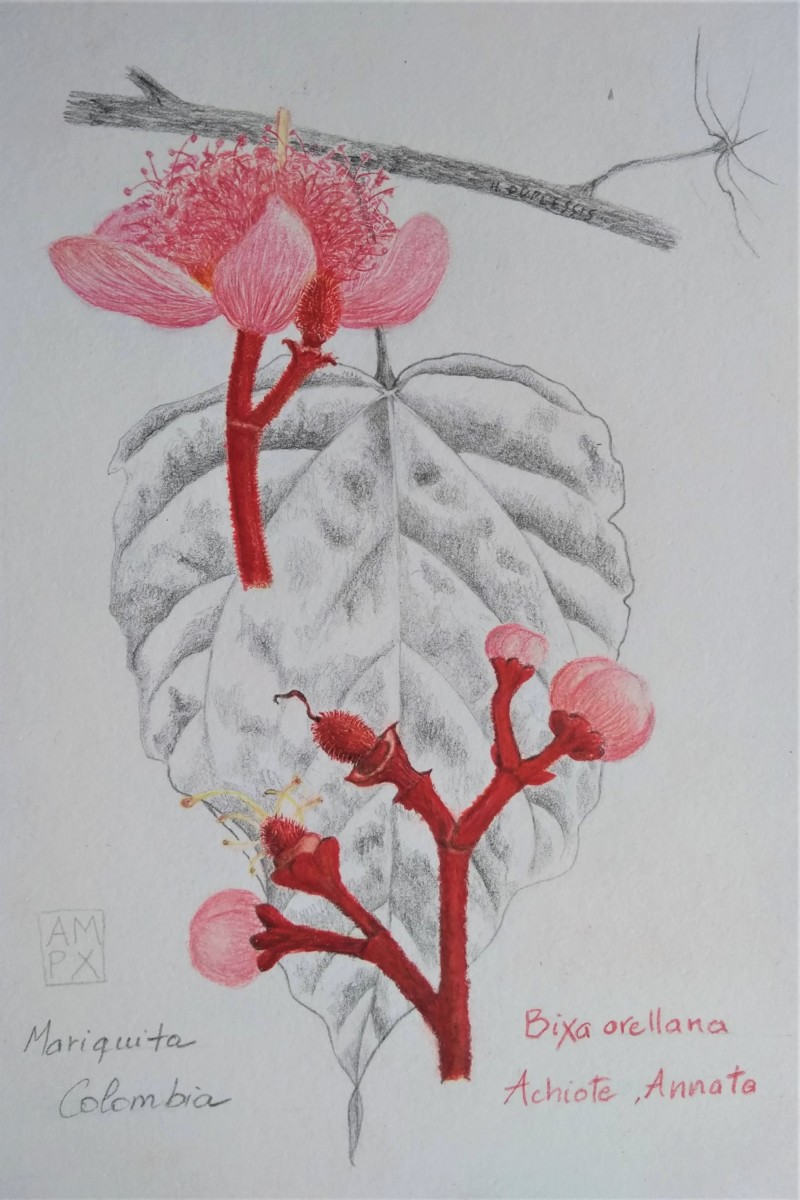 achiote