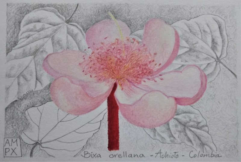 bixa-orellana