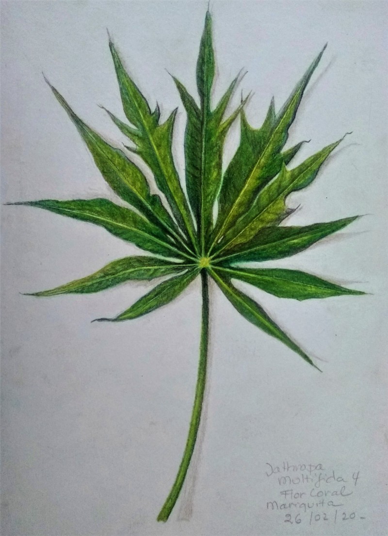 jathropa-multifida-leaf-a5