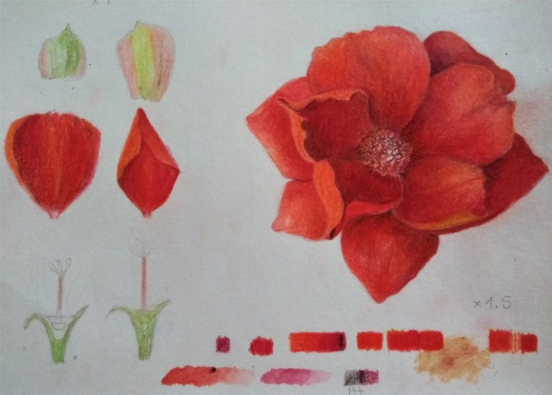 pereskia-flor-2