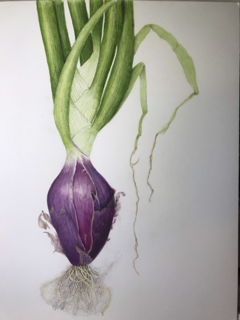 jesses-red-onion-hollengold-farm-07-19