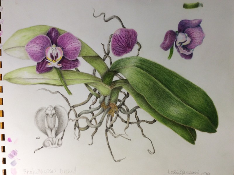 orchid-botanical