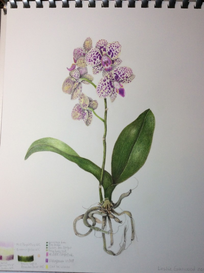 orchid