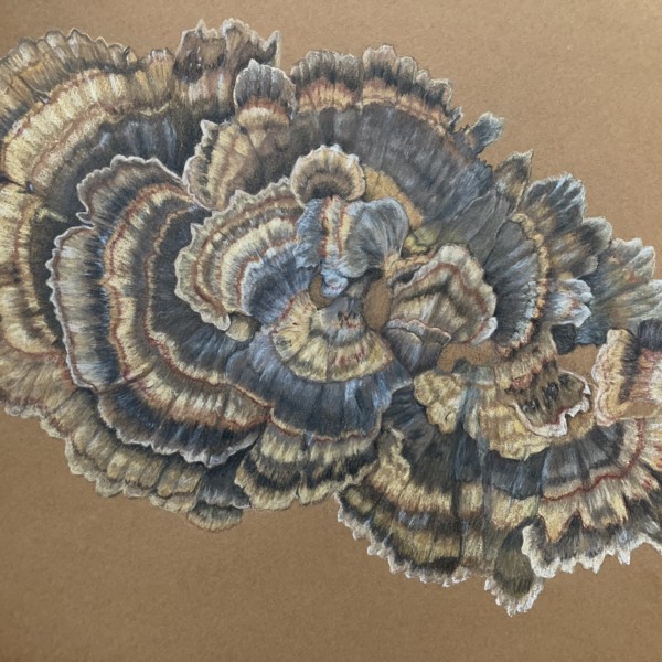 Turkey Tail Polypore.   Color pencil on Canson MiTeintes paper
