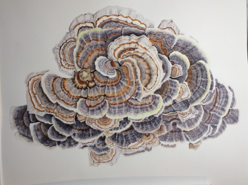 trametes-versicolor-turkey-tail-nybg-final-project-05-19-watercolor