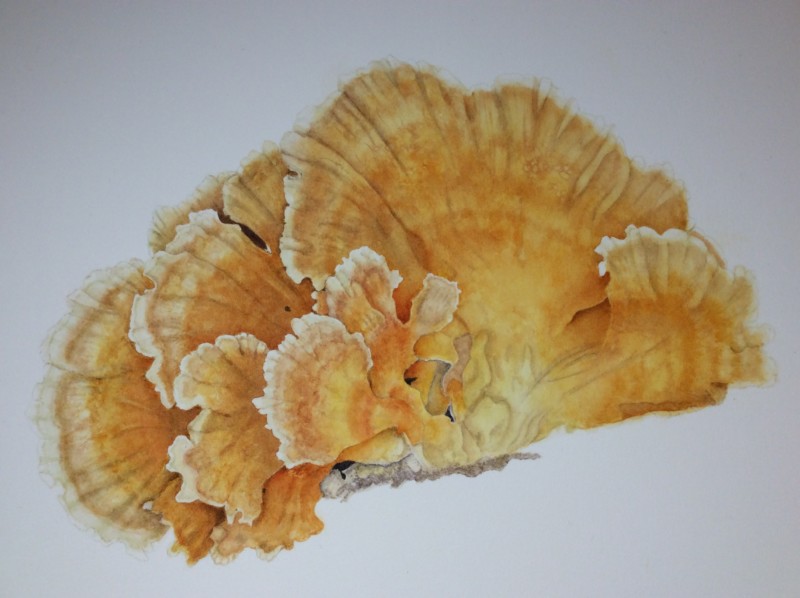 chicken-of-the-woods-sulfur-shelf-nybg-final-project-05-19-watercolor