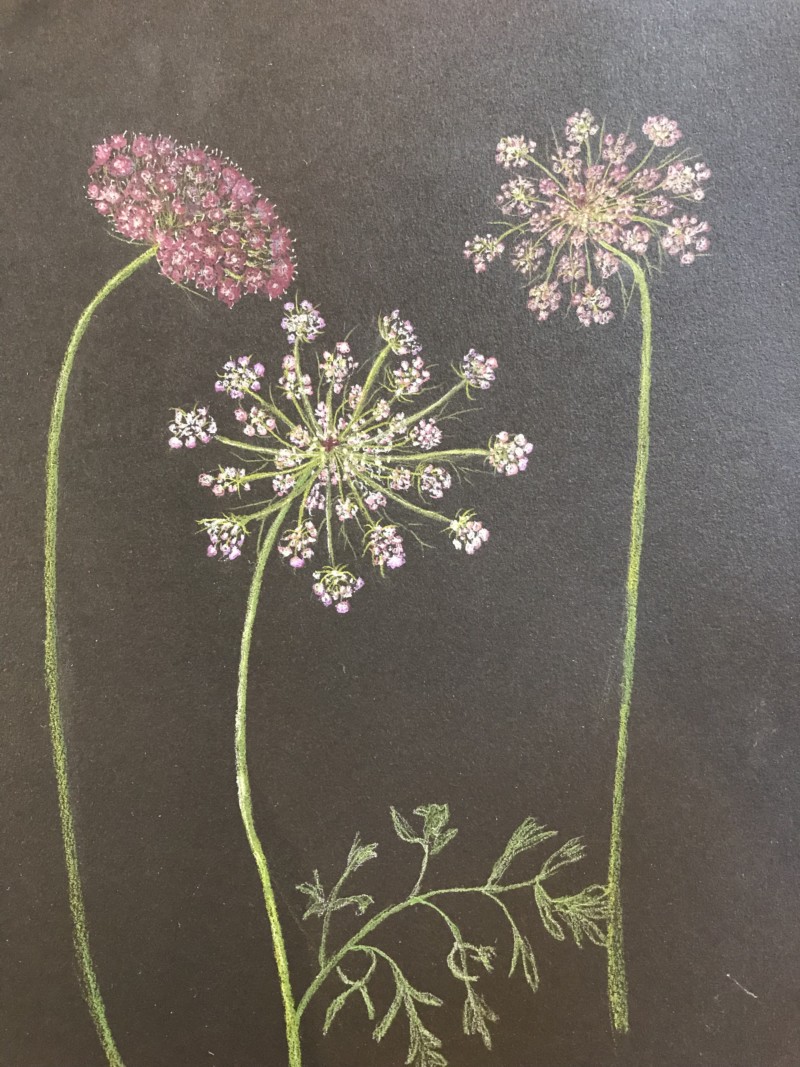 queen-annes-lace-berkshires-08-19-prismacolor-on-black-miteintes