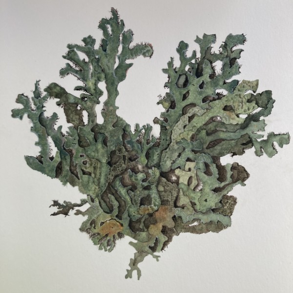 Lichens in Watercolor