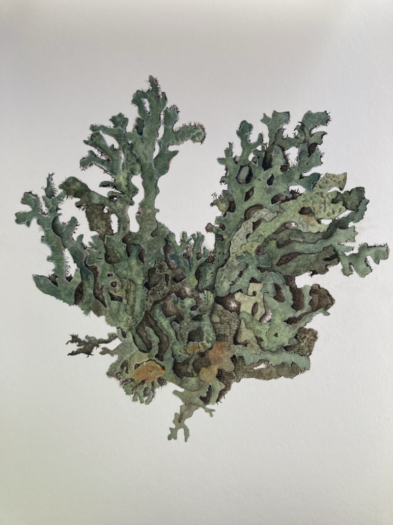 lichens-in-watercolor