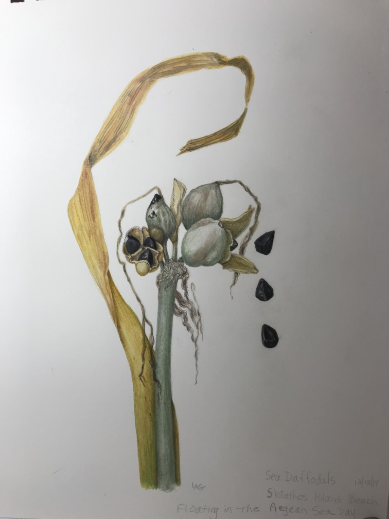sea-daffodil-skiathos-greece-10-19