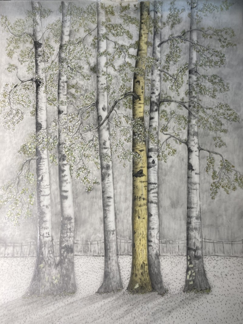 quaking-aspen-from-the-berkshire-botanical-gardens