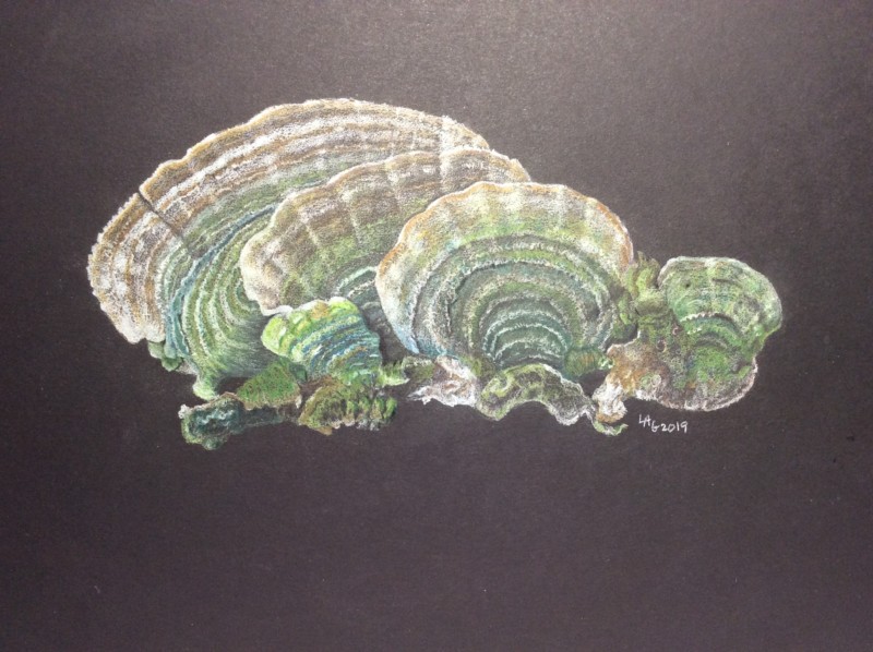 turkey-tail-berkshires-08-19-prismacolor-black-paper