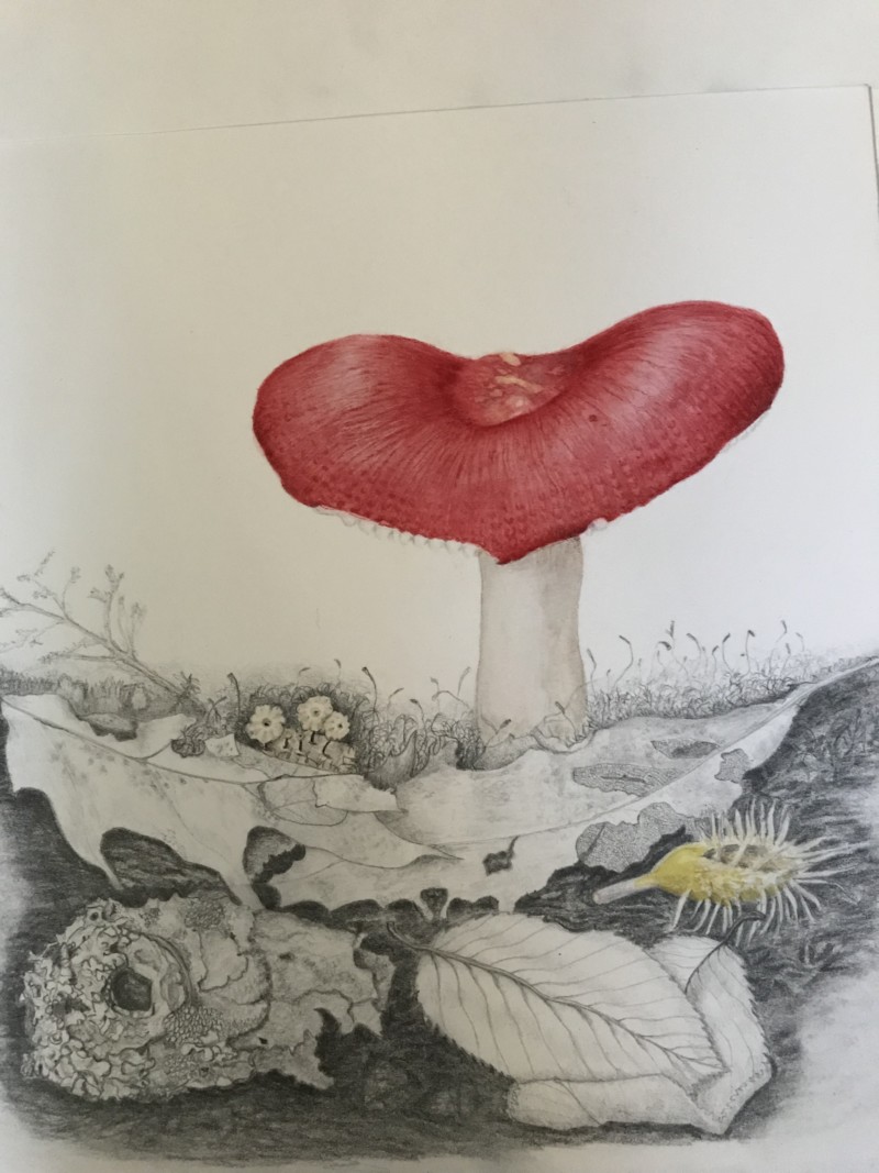 pecks-russella-nybg-final-project-05-19-watercolor-and-graphite