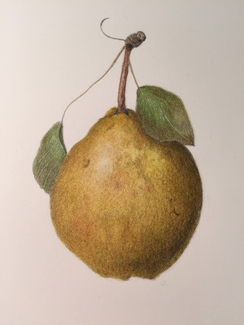 first-pear