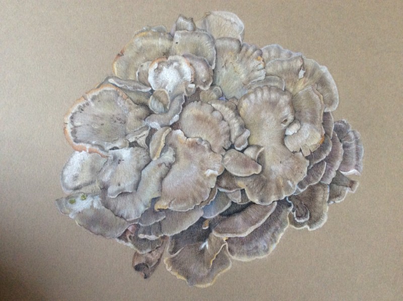 hen-of-the-woods-sandisfield-ma-2018-prismacolor-on-canson-miteintes