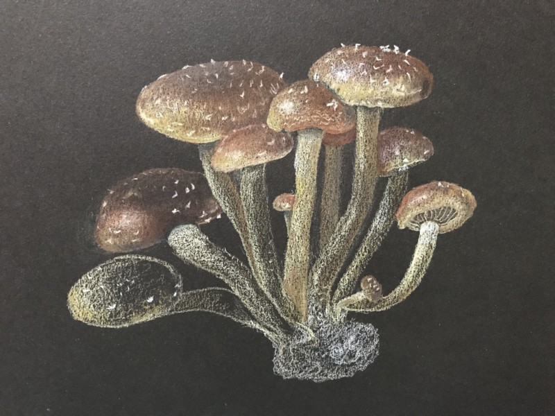 chestnut-mushrooms-gb-farmers-market-08-19