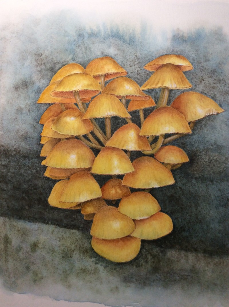 orange-myceneum-nybg-final-project-05-19-watercolor