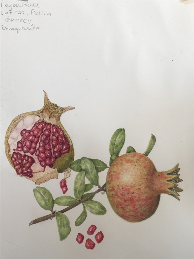 pomegranates-lafkos-greece-10-19