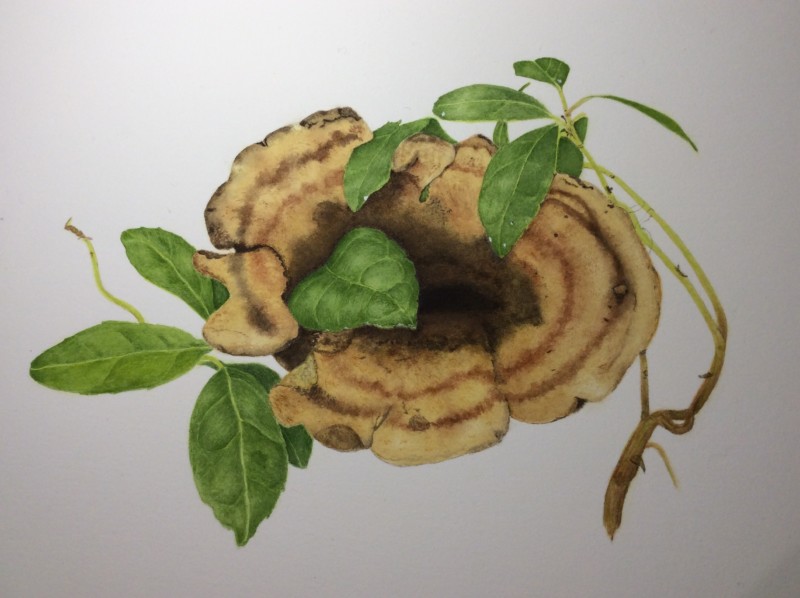 dyers-polypore-nybg-final-project-05-19-watercolor
